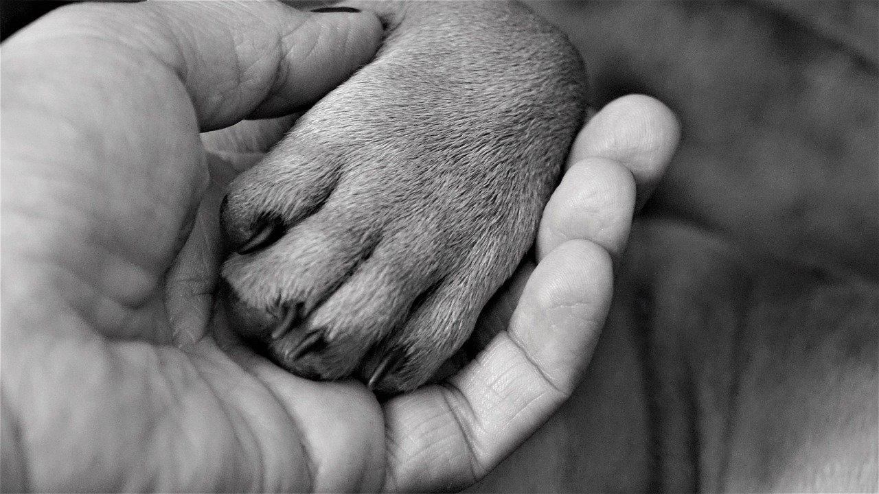 Image of hand holding puppy paw