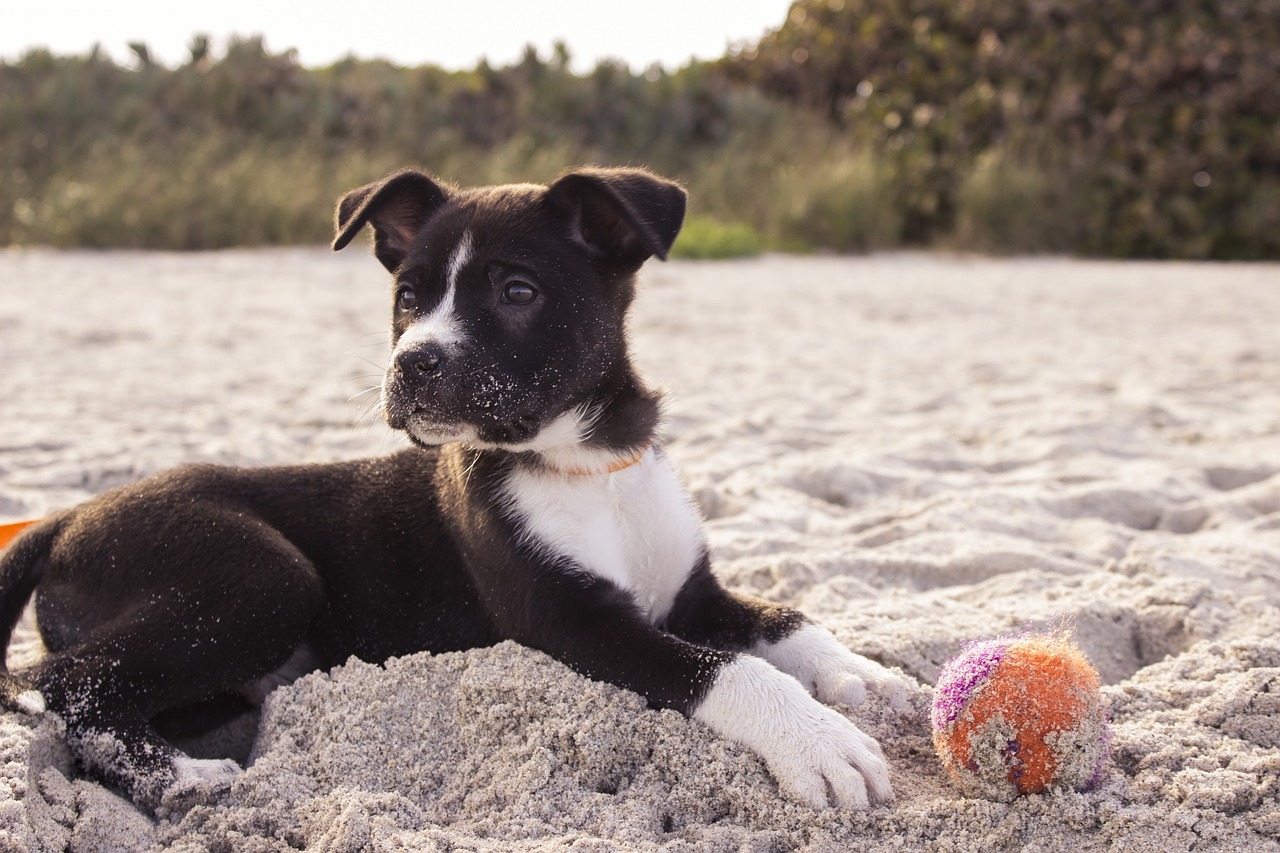 Image of puppy on the beach