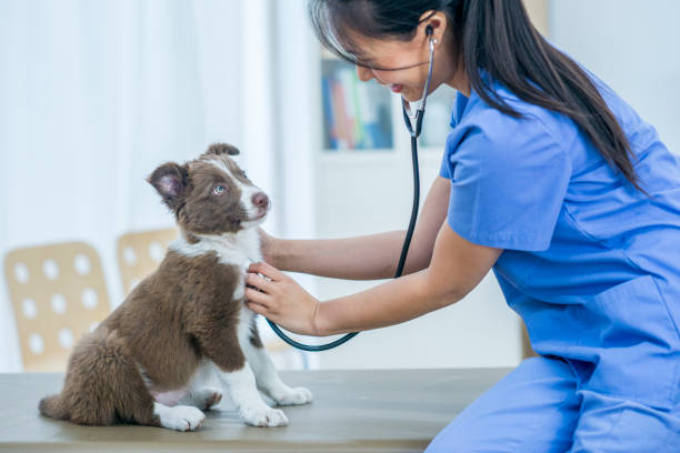 Image of vet checking puppy