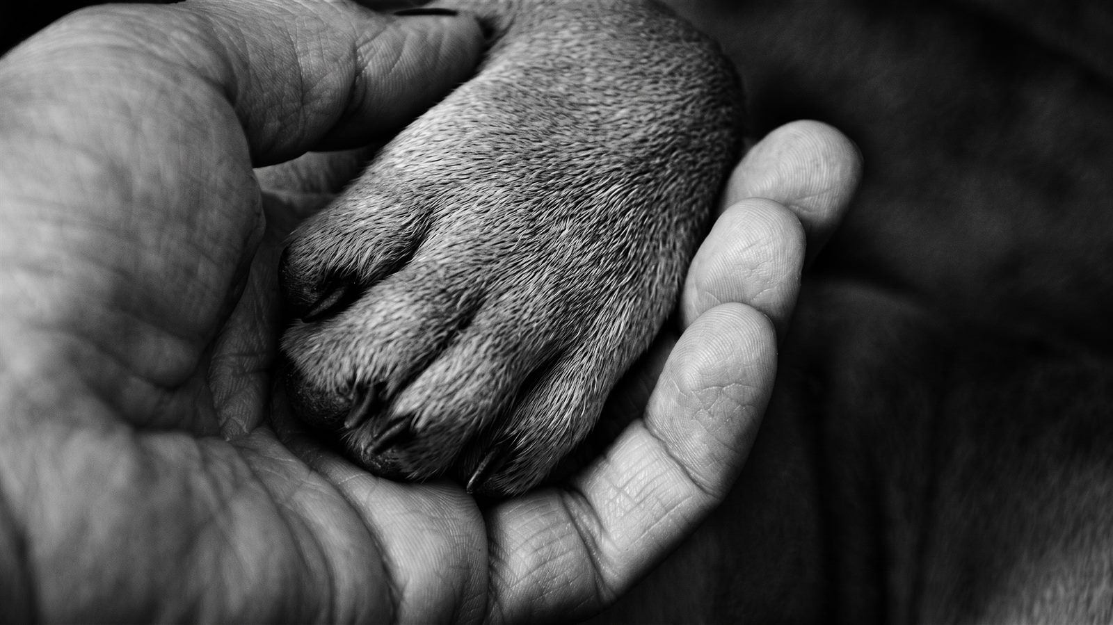 A hand holding a puppy's paw