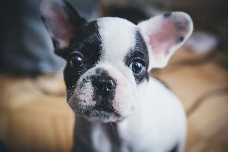 Image of puppy