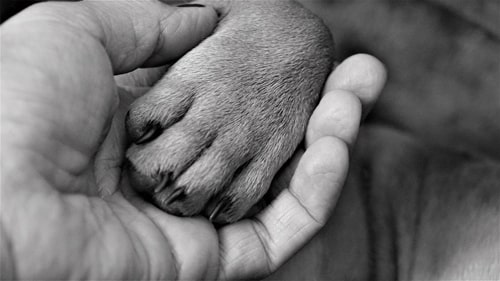 Image of hand holding puppy paw