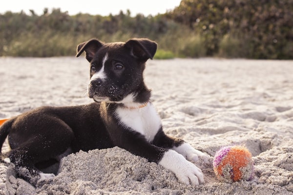 Image of puppy on the beach
